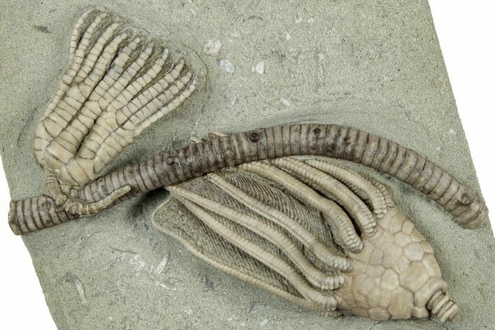 Fossil Crinoid Plate (Two Species) - Crawfordsville, Indiana #325642
